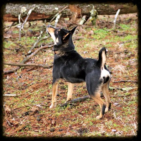 mountain feist puppies mountain feist squirrel dogs mountain feist puppies mountain feist squirrel dogs
