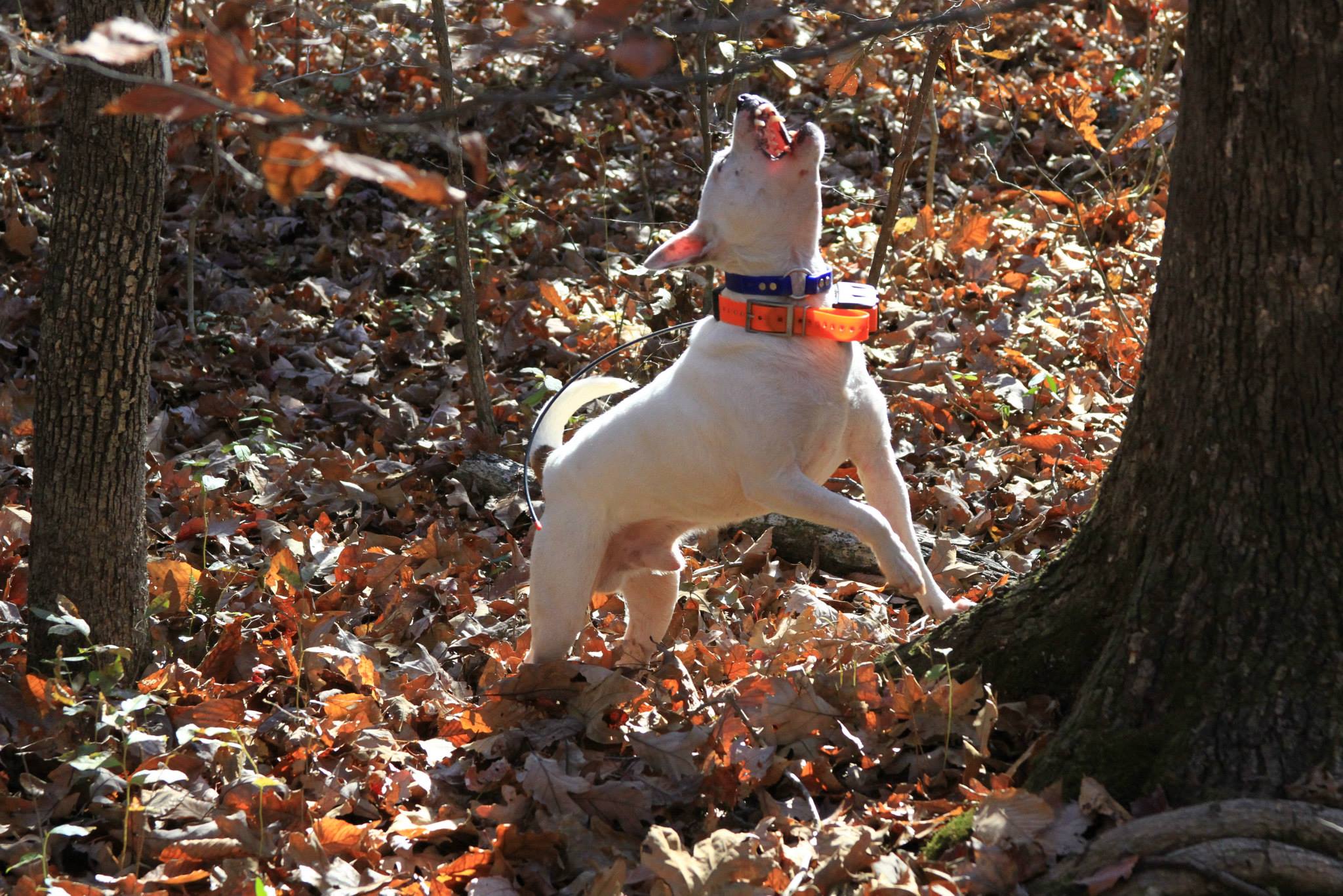 Mountain Feist Media